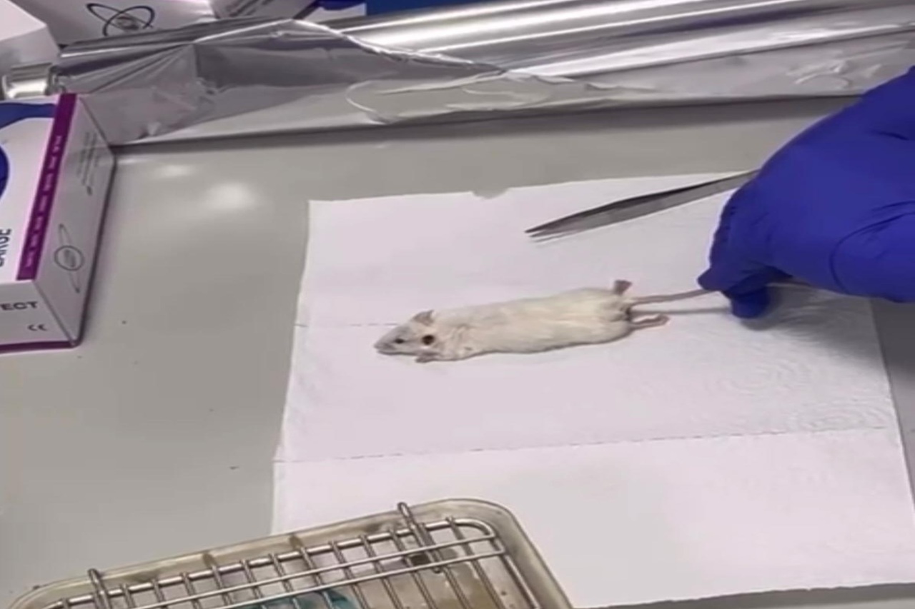 صيدلة "عمان العربية" تعقد ورشة تدريبية لطلبتها حول أسس التعامل مع الحيوانات في البحث العلمي5